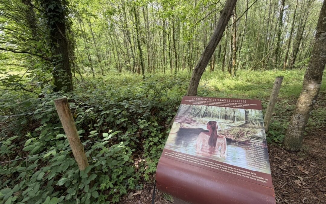 Escapade en van aménagé California : 4 jours au cœur de la forêt de Brocéliande